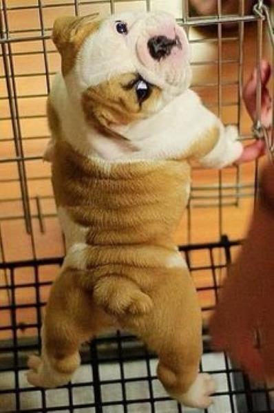 Bulldog_Addict's tweet image. Find out WHAT TO BUY when bringing your new #dogs home for the first time! #doglovers bit.ly/BulldogGUIDE