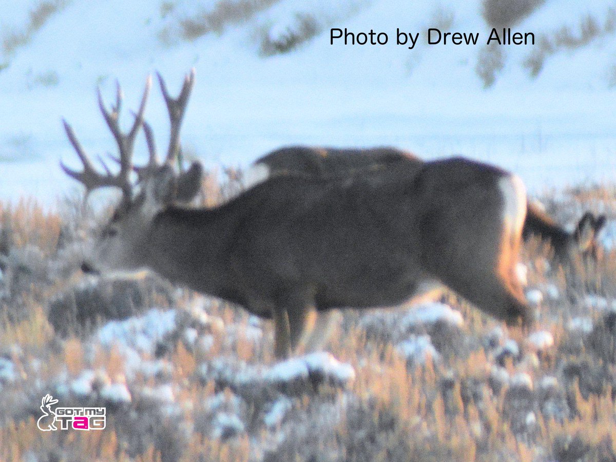 GotMyTag's tweet photo. Inlines or droppers? This guy has them both. Do you apply where bucks like this live? #pointhunter #besthuntingapp http://t.co/sEt0lQGm8w