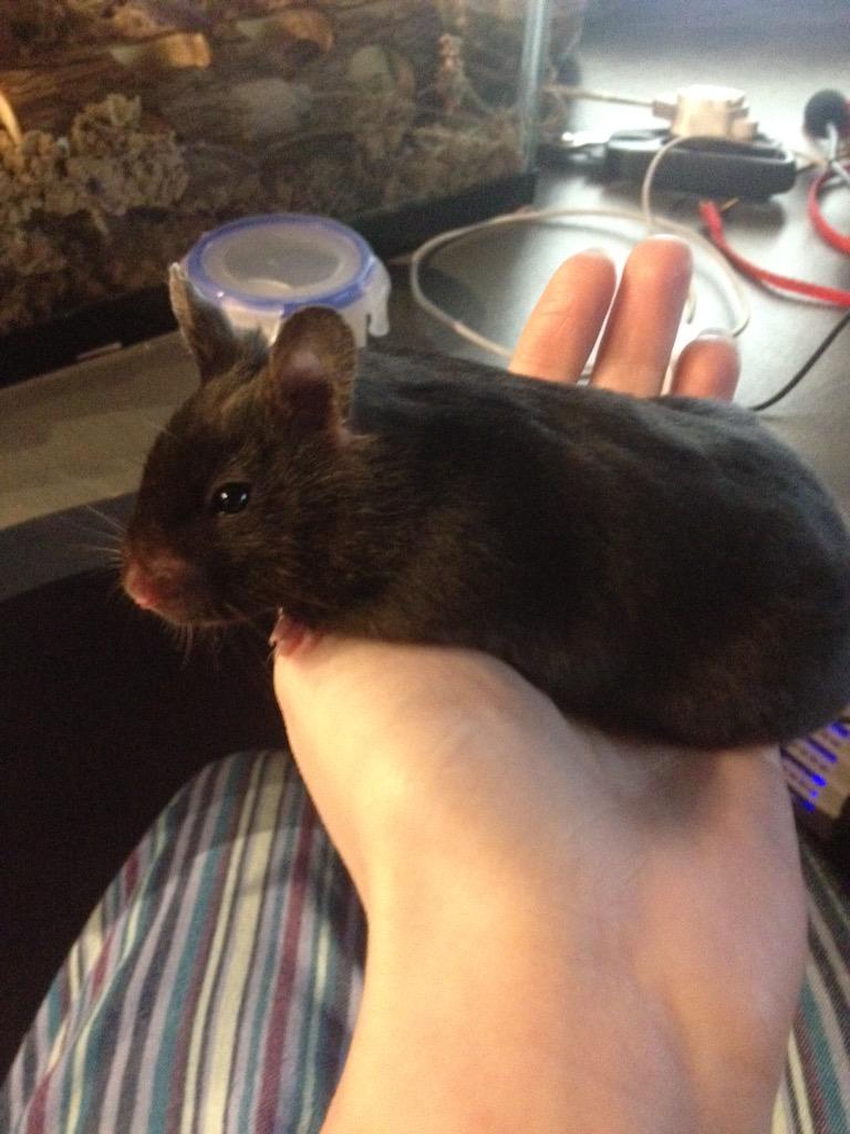 Hamster_Guide's tweet image. As close to cuddling as I'm going to get with Maggie 😆 she's exactly 10 weeks old today! ❤️
#hamster #hammy
