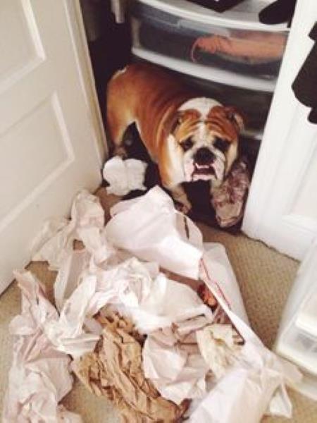 Bulldog_Addict's tweet image. The 10 Golden Rules: #8 BE FLEXIBLE No one training approach is right for every #pet! bit.ly/BulldogGUIDE