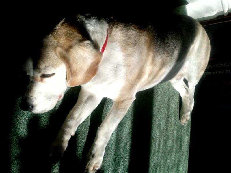 Time for sunbathing! #happyhumpday #beagle #relax #happyhound