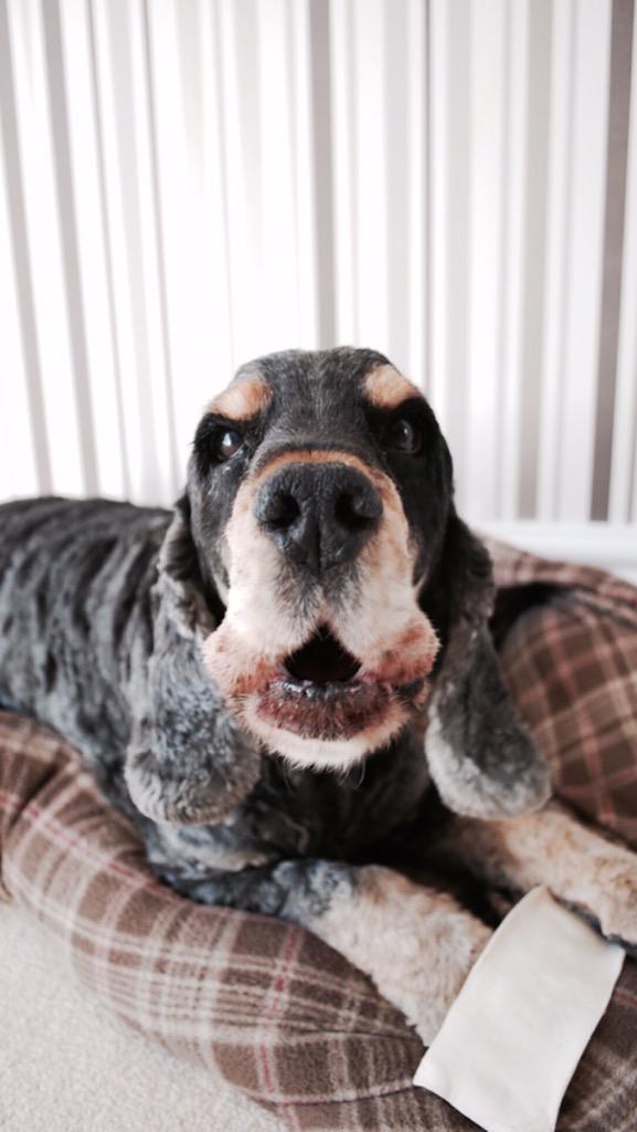 PinkDevelop's tweet image. Introducing Chester .. Pink Developments company mascot #Thinkpink #pinkchester