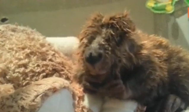 Embedded image permalink