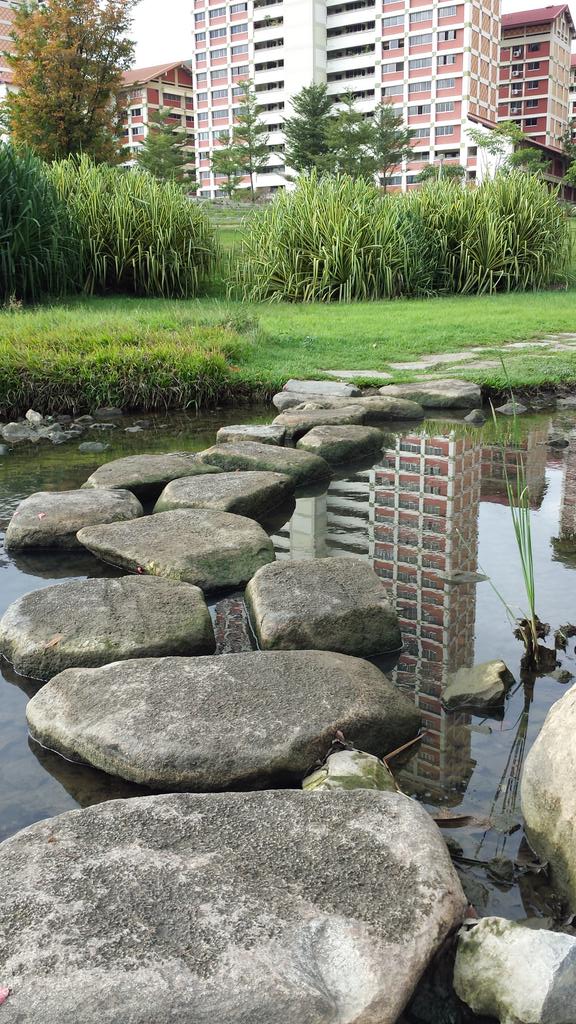 Before people couldn't go near the water now they can. Fishes, frogs and even beavers can be spotted #BishanPark