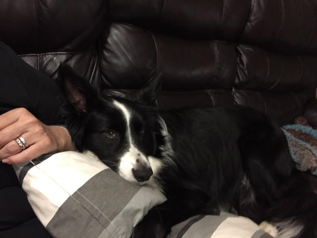 mactando's tweet image. Pretty violent thunderstorm just passed over. Little dog barking and up for a fight. The big dog however #sooky