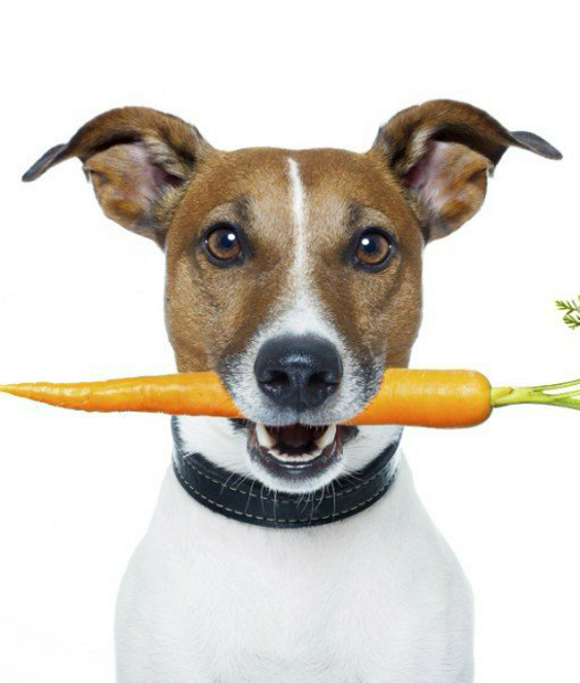 Pets on mom.me tweet media