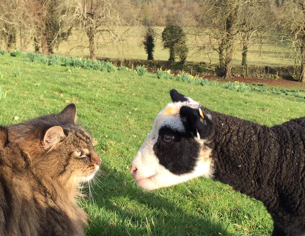 1CatShepherd's tweet photo. Now my little lamb just follow my guidance &amp; all will be well #CatShepherd http://t.co/gWtwPJDd8z