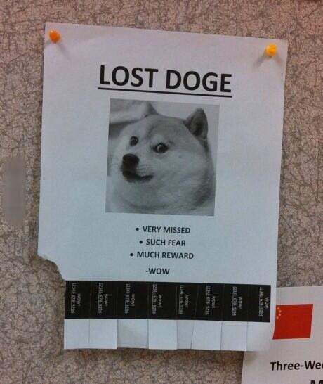 iLov3Snow's tweet photo. @iH8sn0w lost his doge. If found, please give it back for a chance to get the jailbrake before its public. Thanks http://t.co/3URrwB10Kv