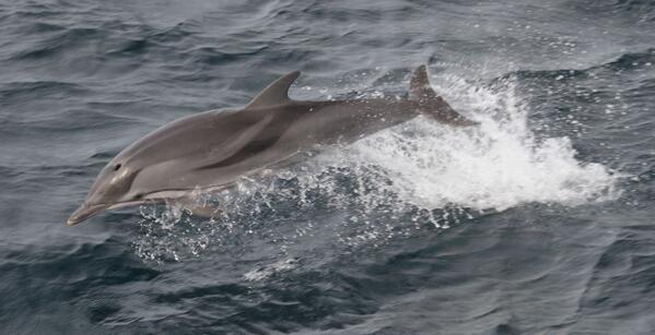 Go faster Stripes! The most energetic of dolphins #stripeddolphin