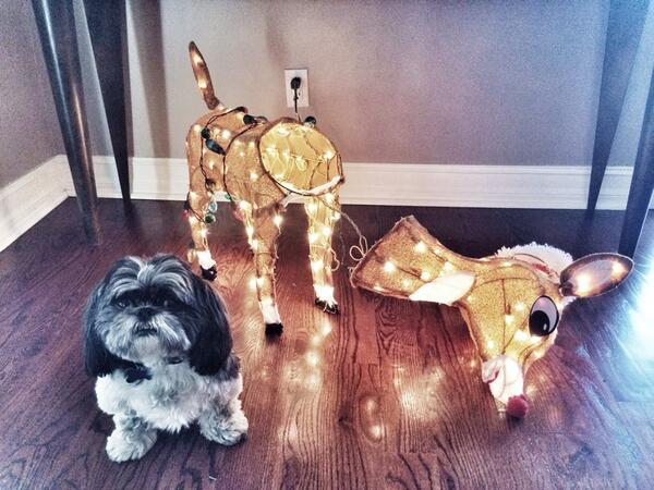 TheRock's tweet photo. When we leave our 10" gangsta Shih Tzu alone w/ Rudolph. "What bro?" #RedNoseAssKickin #ThugLife http://t.co/z7JTa5B6Yu