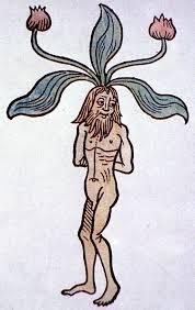GabriellaSwerl's tweet image. #ZeitHeist #mandrake