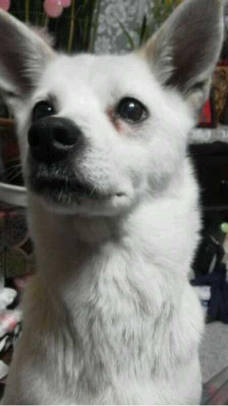 ゆうか On Twitter 犬がいなくなりました 白くてしっぽが長くてガリガリに細い中型犬の犬です もうおばあちゃんで目も耳も聞こえないらしいので心配です 北海道石狩市花川南地区で4時間前ぐらいからいなくなりました 見つけたらすぐ教えてください 拡散希望