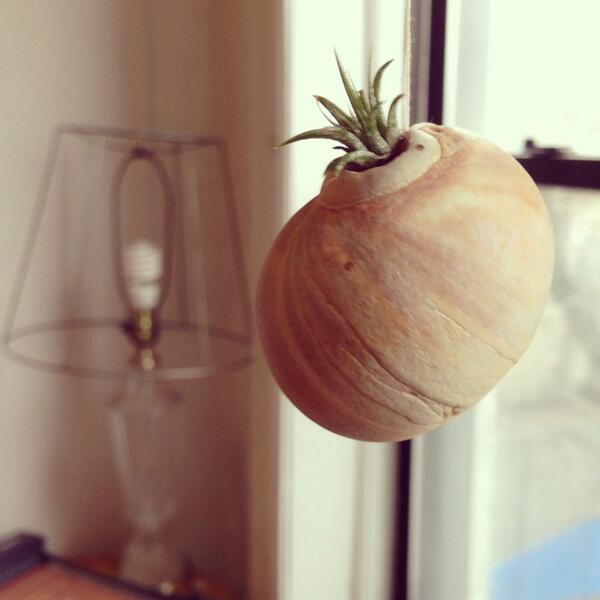 WitkemHouse's tweet photo. the baby air plant has a new home http://t.co/vRXcohd6Ck