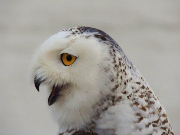 #snowyowl they are in Rochester NY! #ROC