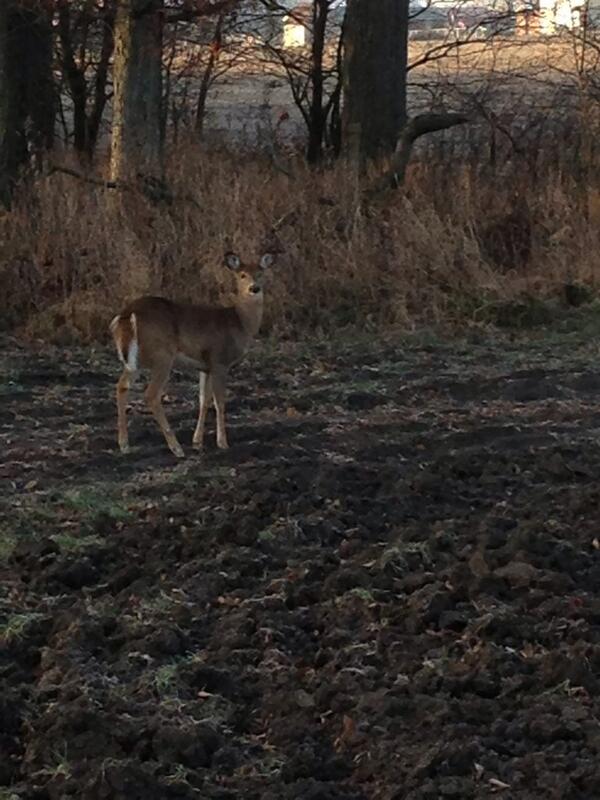 Channel_OH's tweet image. Good ole gun week in the state of Ohio. Anyone seen any of these? #gunweek #hunting #alwaysagoodstory #memories