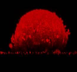 CYTOO's tweet image. Have a look to this HT-29 cell on a disc #micropattern! Isn&apos;t it beautiful? #spheroid