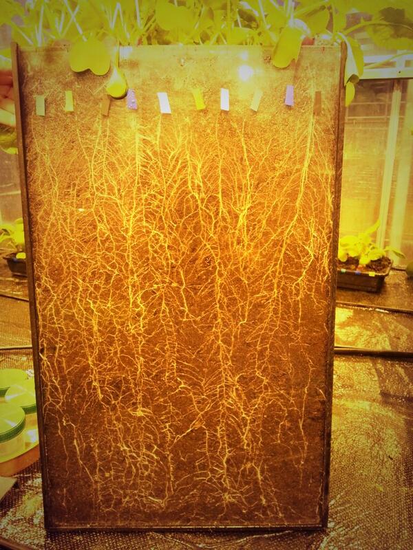 FranciscaSconce's tweet photo. Radish growing in rhizotrons @HarperAdamsUni @RachelsRadish http://t.co/82MSLVvQK1