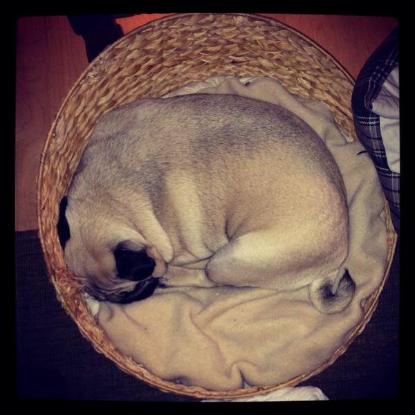 Roo the Pug tweet media