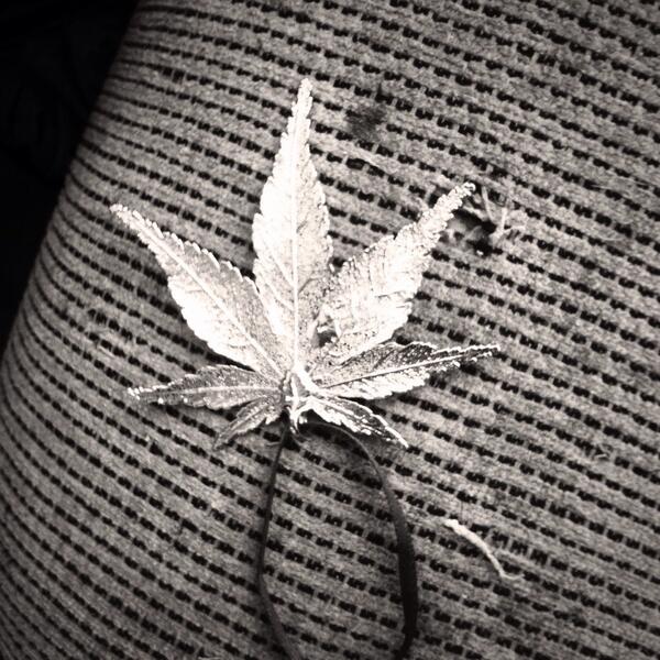Last year this randomly paperless at my house, the weed gods know #badass #ornament