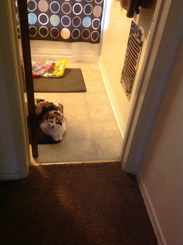 Tawny King tweet media