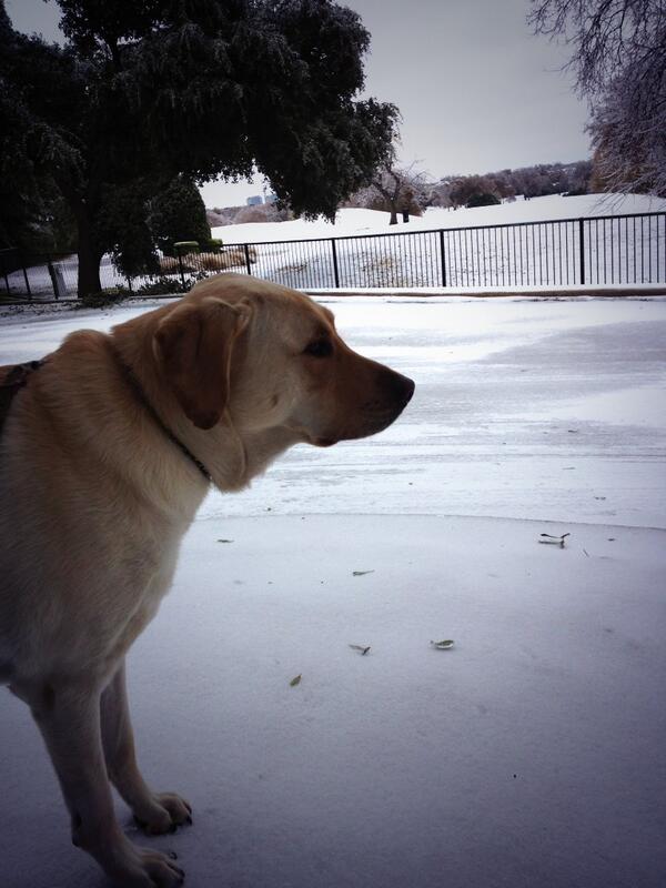 ChristinaKrenek's tweet image. Dakota Bear! .@NBCDFWWeather #plano #stillnopower