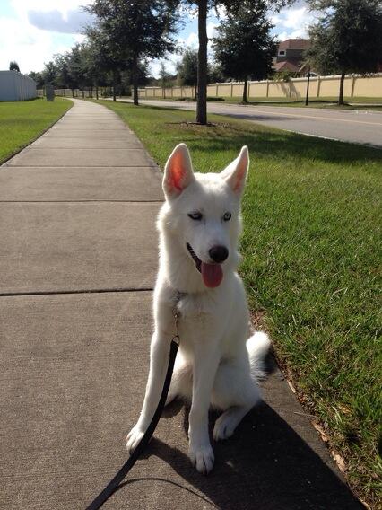 LightningHusky's tweet image. Had a nice walk outside in this great Florida weather! #husky