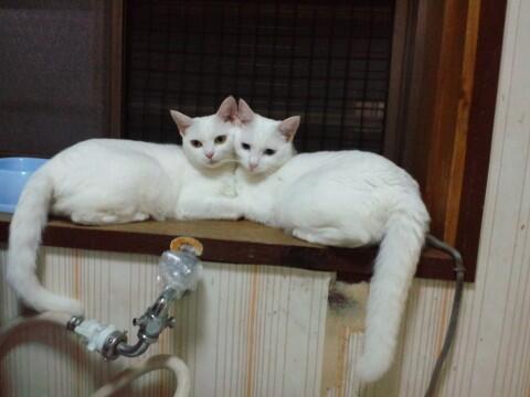 yusukey55's tweet photo. 癒されたらRT https://t.co/sAVY3HdKQF