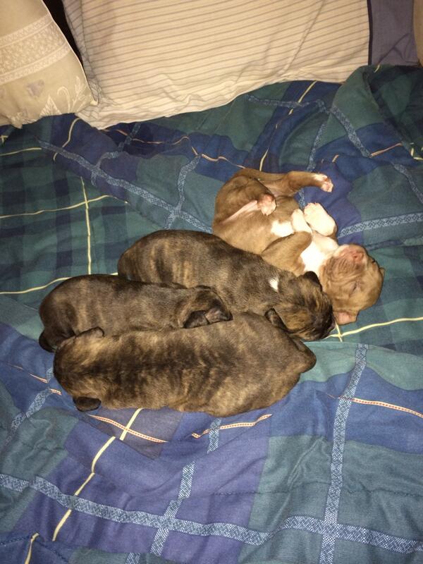 BoyerShyann's tweet photo. My little girls babies. #pitbull #puppies #toocute #100 #fullpit #rednose #brindle #bigmeech #leo #jadakiss #gotti http://t.co/k4DD7DsyIJ