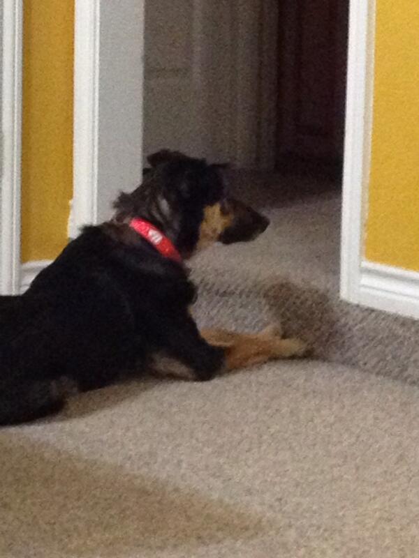 bentleythemutt's tweet photo. There's a stupid cat right around this corner... http://t.co/cjoRy10Fad