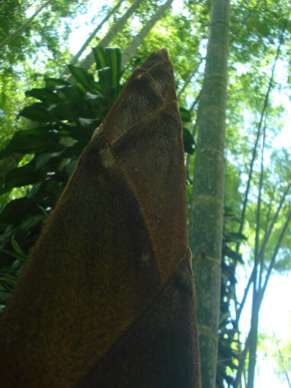 Así va naciendo la Guadua, hierro natural #PaisajeCulturalCafetero #TriángulodelCafé