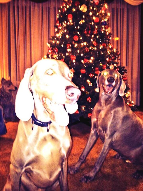DogsCA's tweet image. #weim guard #dogs protecting the #xmas  tree until #Santa arrives