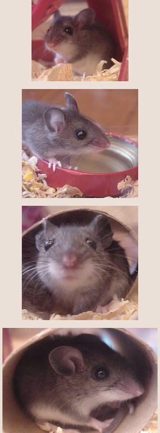 aaron_hagar's tweet photo. Deer Mice!!! So cute! I want one!!!! Aaaaaaaaawwwwweeeeeeee! http://t.co/ONMjNU62AY