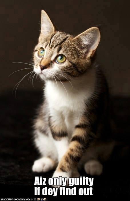 CattyBriggs's tweet image. And so it has been.. Regards, #crazycatlady #CoverUpCrumbles