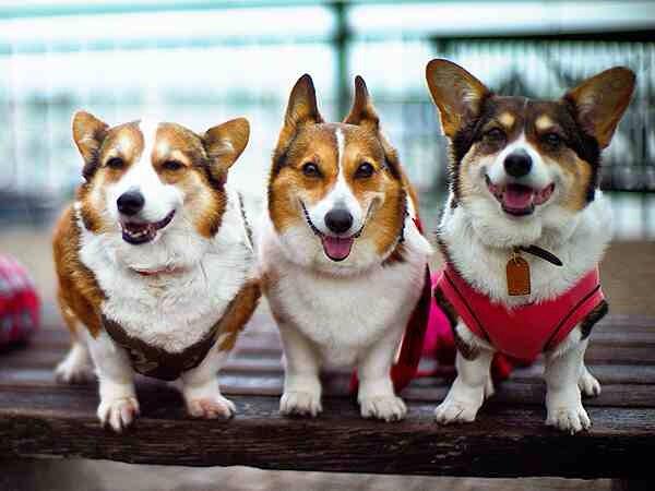 CorgiCorgis's tweet image. Ted, Nigel and Simon. #corgi #dogs #animals