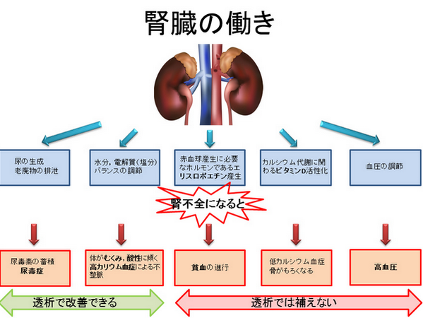 ゴロ 解剖生理イラスト 腎臓の働きまとめ からの 腎不全になった場合 どういった症状が出てしまうか Http T Co Tkhpfajolw