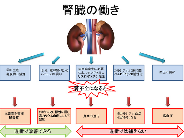 ゴロ 解剖生理イラスト 腎臓の働きまとめ からの 腎不全になった場合 どういった症状が出てしまうか Http T Co Tkhpfajolw Twitter