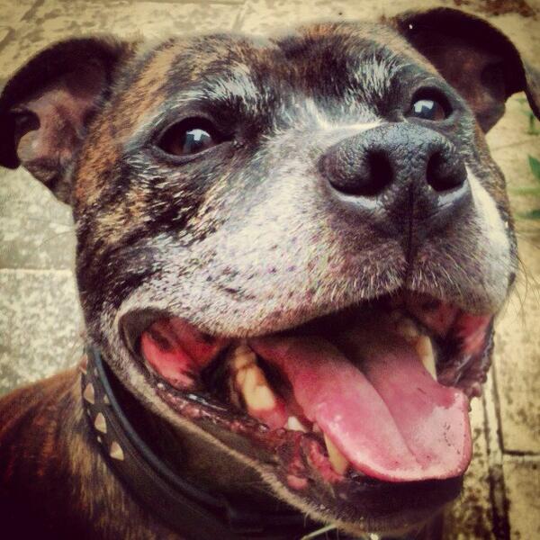 samanthaj_hobbs's tweet image. @NWDogRescue @littletapas #projectstaff Rufus - adopted from @BDCH he&apos;s a real smiler :-) xx