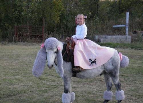 GrappigPlaatje's tweet image. Doe mee en maak ook crap! Thema van vandaag is DIEREN. Check voor meer info: grappigplaatje.nl/leuke-plaatjes… #morecrap