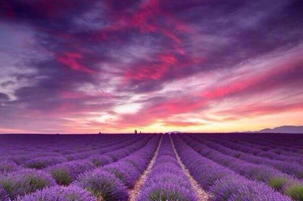 isaivida77's tweet photo. @NationalGeograC: Precioso cielo sobre el campo de lavanda en #Francia. http://t.co/Eerhg9Uab7