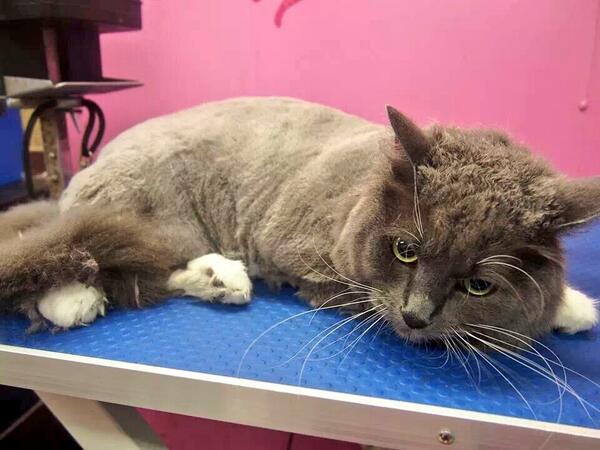 Catsaturday's tweet photo. Greysons first ever "haircut" #Perth #cats #caturday #catlady http://t.co/mSVNldrBbm