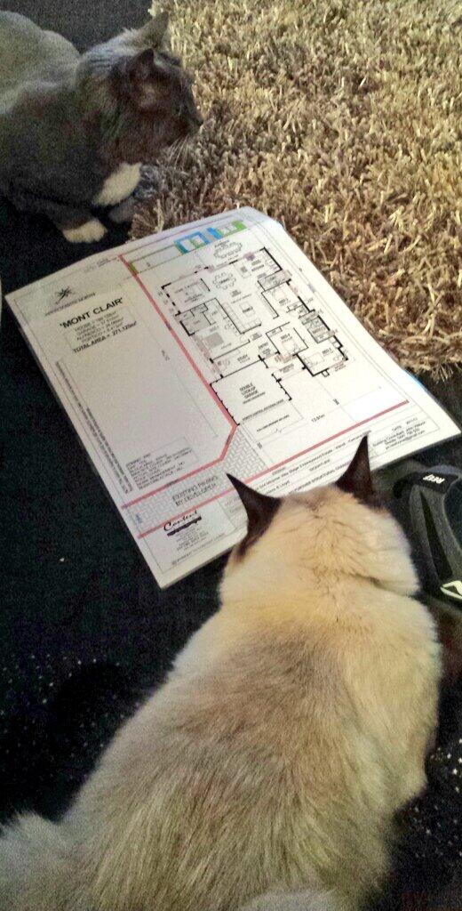 Amylloydcatlady's tweet photo. Helping with the house plans :) @pshoulders @GreetTanghe @Catsaturday #catlady #Honeywood #catlady #perth #cats http://t.co/2GdwuwhUCe