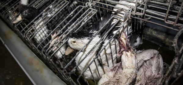 Atodaslasunids's tweet photo. Así es la granja de foie gras que vende a Mercadona o Alcampo http://t.co/nnkqEgn0Qt http://t.co/64Eg8dMvgO