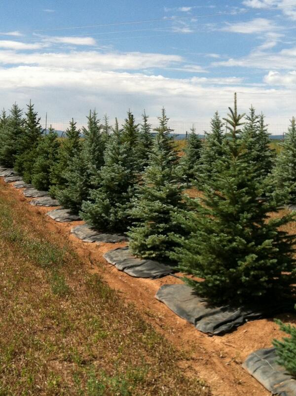 Telluride_Home's tweet photo. Beautiful Colorado Blue Spruce ChristmasTrees from Norwood, CO 
Available December 2013 in sizes 6’ – 12’
• Farm  gr… http://t.co/R1tvg91ONM