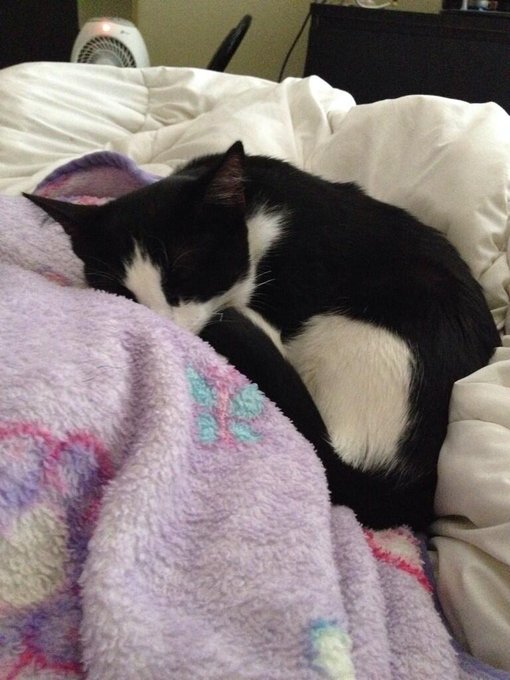 Can't get up... Penny is sleeping😒 http://t.co/bnWXCaVhdS<a href="/tag/wevecalledeachotherpenisforlikesevenyears"class="tags"><span>#wevecalledeachotherpenisforlikesevenyears</span></a>