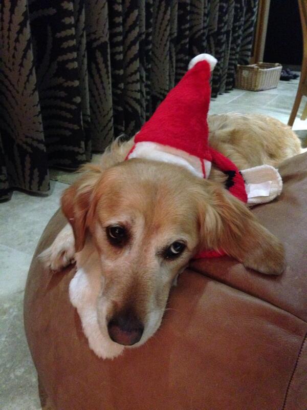 macer_chris's tweet photo. Happy woof Christmas ! http://t.co/r8lZfjC9Lu
