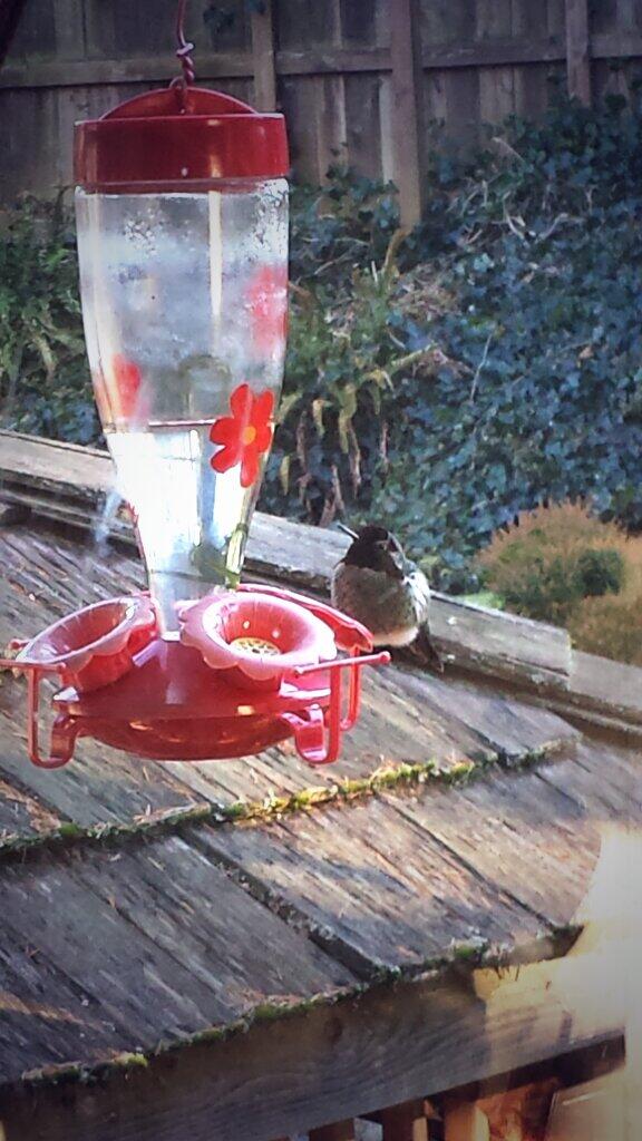 yumnachos's tweet image. I think I've created the world's first obese hummingbird.  #crackwater gets 'em every time