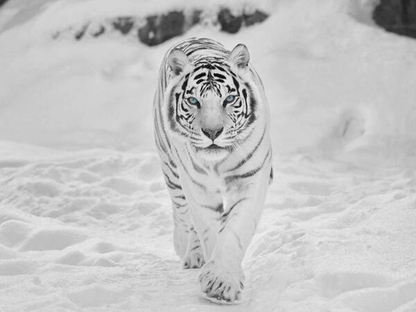 generalhorang's tweet photo. Siberian Snow Tiger. https://t.co/RAPvk9uFIW