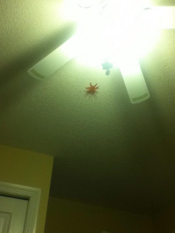 kaymcgilligan's tweet image. I thought this was a damn spider on the ceiling! My little sister thinks she's hilarious. #gotscared