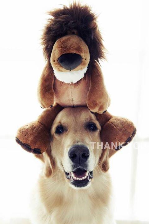 thankyoustudio1's tweet photo. #Pet #Dog #Goldenretriever #Seoul #thankyoustudio ... haha  such a cute picture <3 <3 <3 !!!!! http://t.co/gSxS8RLgIm http://t.co/cpOQXwltT7