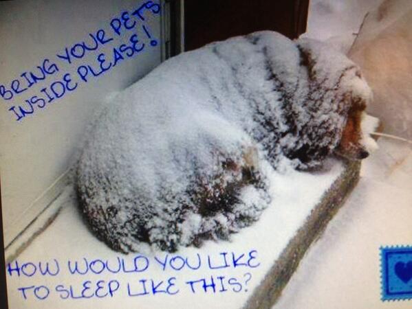 🐱🍀denisebourassa 🍀🐱 (@denise_bourassa) on Twitter photo 